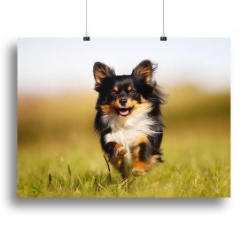 Chihuahua dog running towards the camera in a grass field Canvas Print or Poster (Type: Standard Framed Canvas Print, size: 16" x 12" / 42cm x 30cm (approx))
