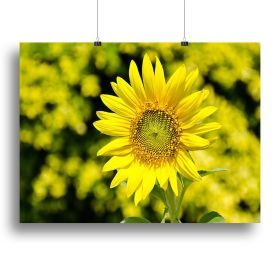 Sunflowers bloom in summer Canvas Print or Poster (Type: Standard Framed Canvas Print, size: 32" x 24" / 80cm x 60cm (approx))