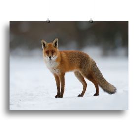 Red fox in the snow Canvas Print or Poster (Type: Standard Framed Canvas Print, size: 28" x 20" / 70cm x 50cm (approx))