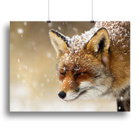 Red fox winter portrait Canvas Print or Poster (Type: Standard Framed Canvas Print, size: 12" x 8" / 30cm x 20cm (approx))