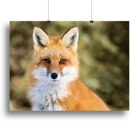 Red Fox - Vulpes vulpes sitting up at attention Canvas Print or Poster (Type: Standard Framed Canvas Print, size: 40" x 26" / 100cm x 65cm (approx))