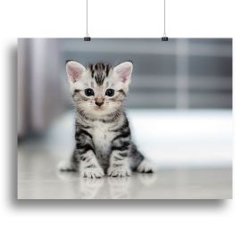 Cute American shorthair cat kitten Canvas Print or Poster (Type: Poster Print, size: 32" x 24" / 80cm x 60cm (approx))