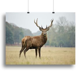 Portrait of adult red deer stag in field Canvas Print or Poster (Type: Poster Print, size: 32" x 24" / 80cm x 60cm (approx))
