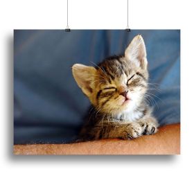 Little cat sleeping on human hand closeup Canvas Print or Poster (Type: Poster Print, size: 28" x 20" / 70cm x 50cm (approx))