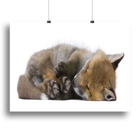 Red fox cub 6 Weeks old Canvas Print or Poster (Type: Standard Framed Canvas Print, size: 32" x 24" / 80cm x 60cm (approx))