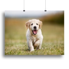 Seven week old golden retriever puppy outdoors on a sunny day Canvas Print or Poster (Type: Poster Print, size: 24" x 16" / 60cm x 40cm (approx))