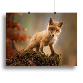 Fox Canvas Print or Poster (Type: Standard Framed Canvas Print, size: 12" x 8" / 30cm x 20cm approx)