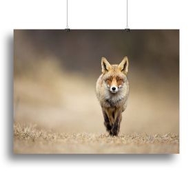 Red fox Canvas Print or Poster (Type: Standard Framed Canvas Print, size: 32" x 24" / 80cm x 60cm (approx))