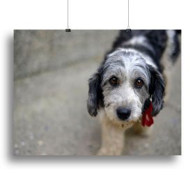 Sad look of a cute stray dog Canvas Print or Poster (Type: Standard Framed Canvas Print, size: 12" x 8" / 30cm x 20cm (approx))