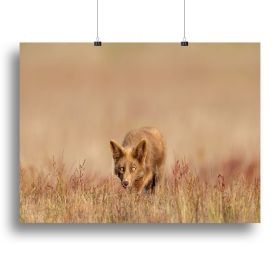 A Fox On The Hunt Canvas Print or Poster (Type: Standard Framed Canvas Print, size: 12" x 8" / 30cm x 20cm (approx))
