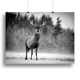 Red Deer Stag Canvas Print or Poster (Type: Standard Framed Canvas Print, size: 12" x 8" / 30cm x 20cm (approx))