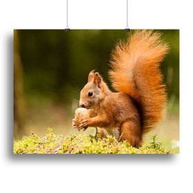 Squirrel with nut Canvas Print or Poster (Type: Poster Print, size: 16" x 12" / 42cm x 30cm (approx))