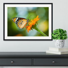 Orange butterfly on flower Thailand. Framed Print (Color: Natural/No White Edging, size: 12" x 8" / 30cm x 20cm (approx))