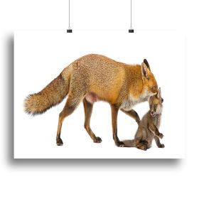 Mother fox carrying her cub Canvas Print or Poster (Type: Standard Framed Canvas Print, size: 28" x 20" / 70cm x 50cm (approx))